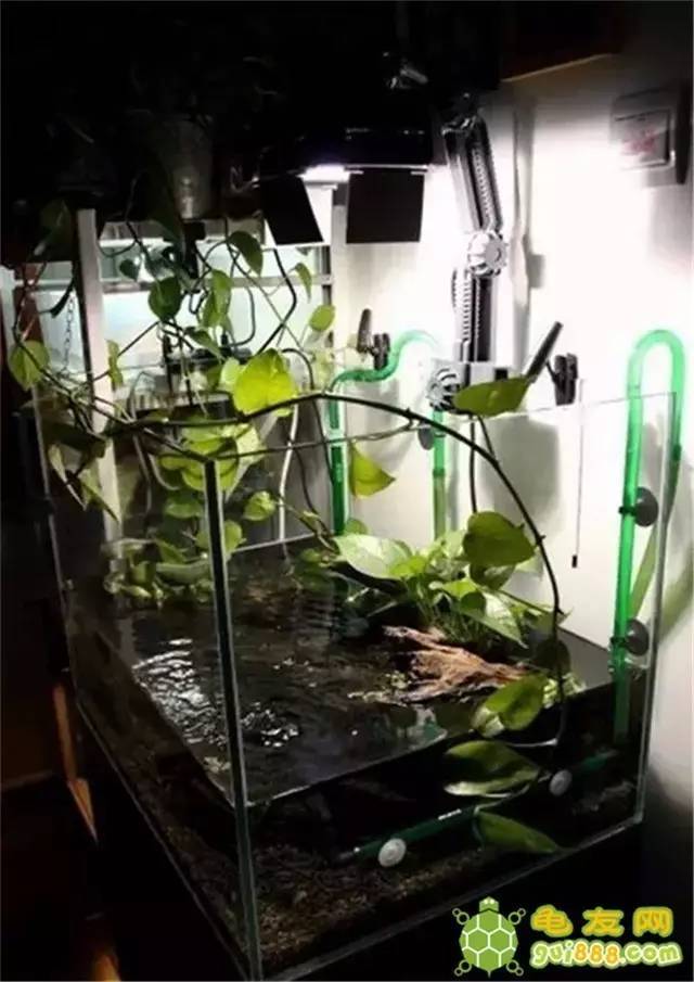 水龟环境的应如何布置,为新手解惑.
