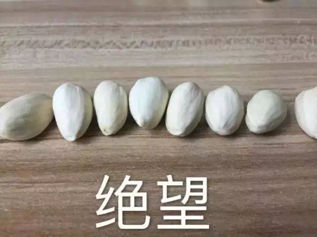 吃开心果简直就是品味人生了-搞笑频道-手机搜狐