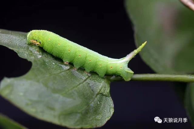 青虫,毛毛虫 这类毛毛虫跟青虫一般都是各种蝴蝶的幼虫,主要危害嫩叶