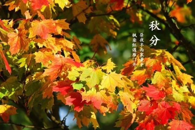 新叶人口_人口普查图片(3)