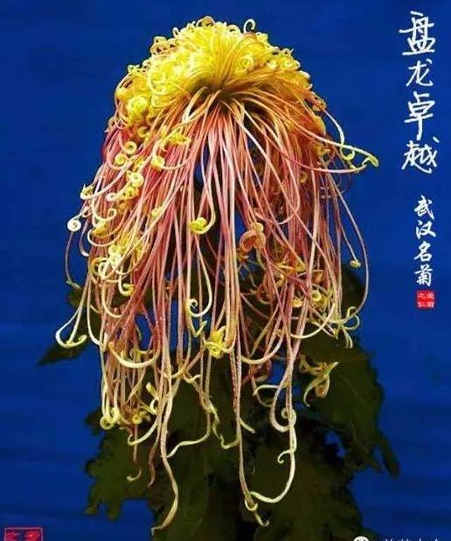 秋分最美的菊花送给正在看微信的你,打开看看!