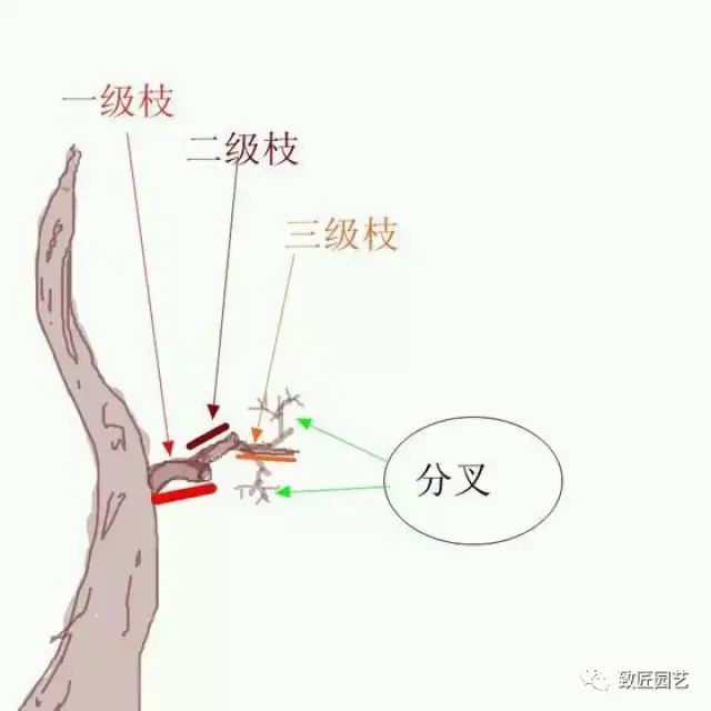 真正的傻瓜教程,终于懂什么是一级枝,二级枝,三级枝了