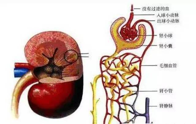 【健康来了】关于血液透析你了解吗?