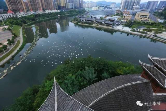 (王纯亮 摄) 洞天福地 花海毕节 随着生态环境越来越好