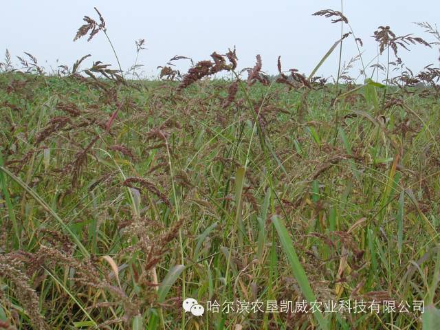 常见杂草学名与俗名对照表