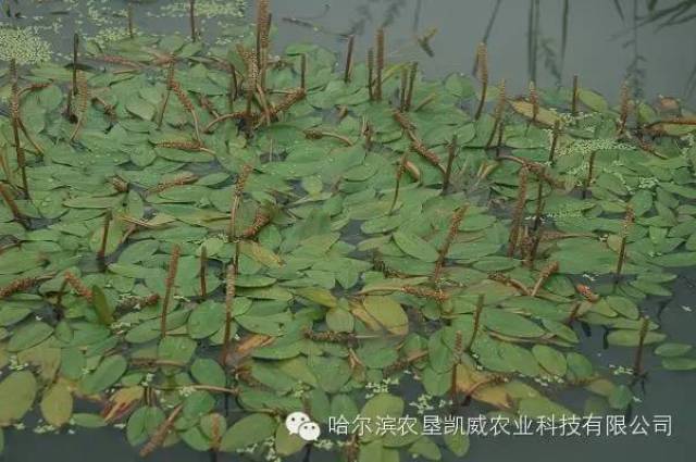 日本藨草,扁秆藨草,水莎草俗称三棱草 眼子菜:水上漂 谷精草:狗须子