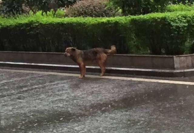 一直在走丢的马路上徘徊,当时下着大雨,之后又在雨中等了一个多小时