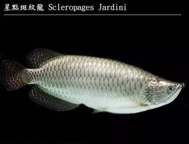 鱼多少品种 ac0aad42e9c544b3bcf32c0a4ae066cc.jpeg