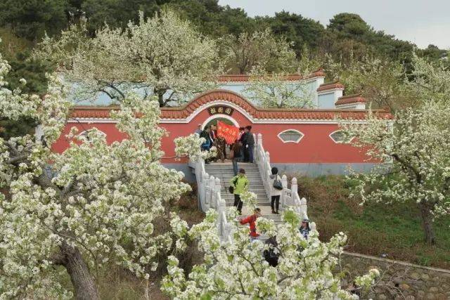 辽宁特产南果梨,下周三,49元来一场采摘赏景的聚会吧!