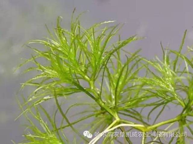 日本藨草,扁秆藨草,水莎草俗称三棱草 眼子菜:水上漂 谷精草:狗须子