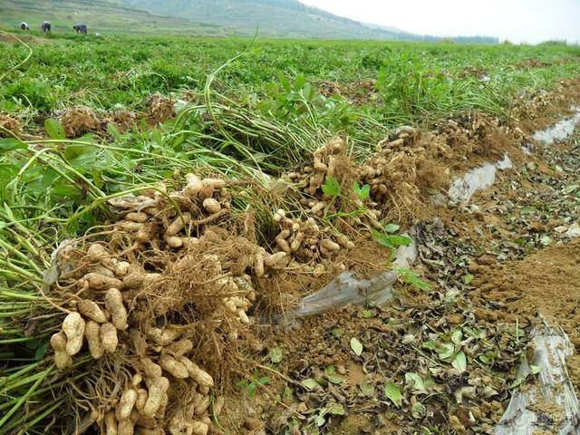 高高兴兴收花生,花生果实变空壳,农民大哥很无奈