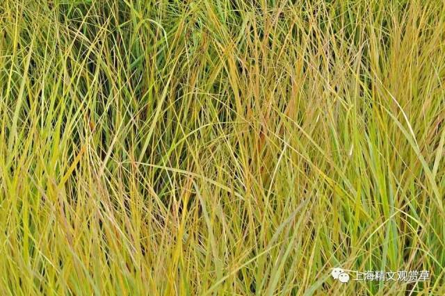 the best ornamental grass for fall color(秋季最佳观赏草)