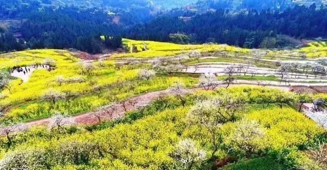 3月的曲水镇,李花,油菜花竞相开放,正如宋代秦观的《行香子·树绕村庄