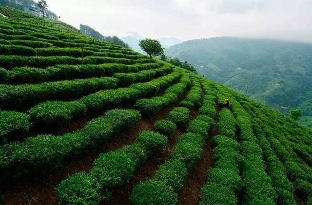 这个十一哪儿也不去,喊上朋友到紫阳来旅游!登茶山,品