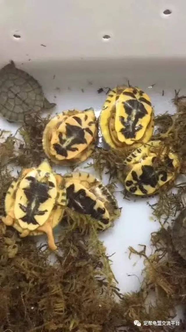 金头闭壳龟杂金钱龟苗.只只精品.看上的请在下方留言! 海南种母