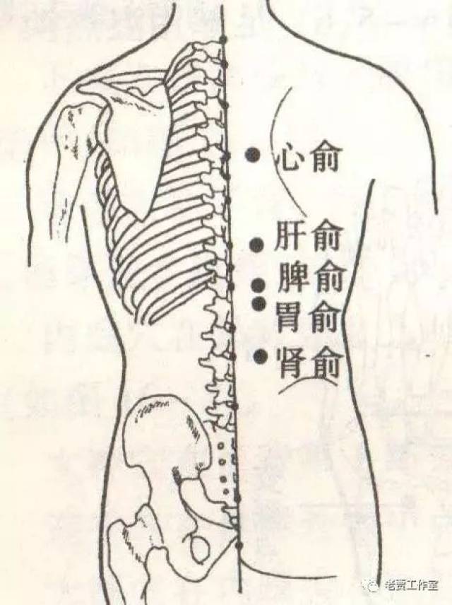 图31一3 4,胃俞穴在背部第12胸椎麟突下,旁开1.5寸处(如图31一4).