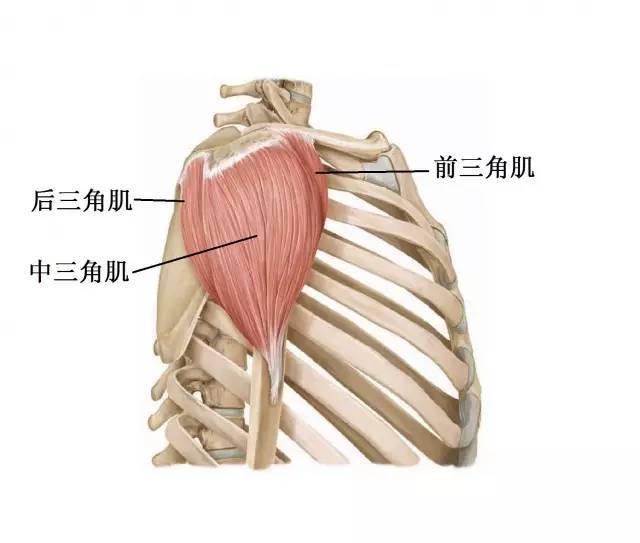 三角肌与肩痛关系