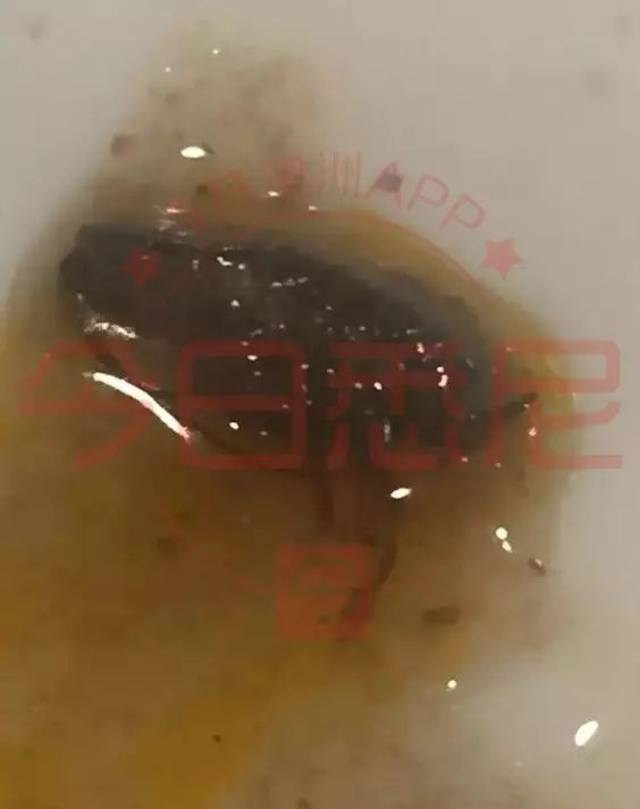中国游客在悉尼著名中餐馆吃出蟑螂!当事人:“店家不但不道歉,