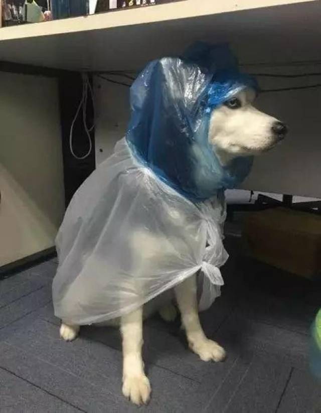 哈士奇穿上主人制作的雨衣后,秒变狼外婆.