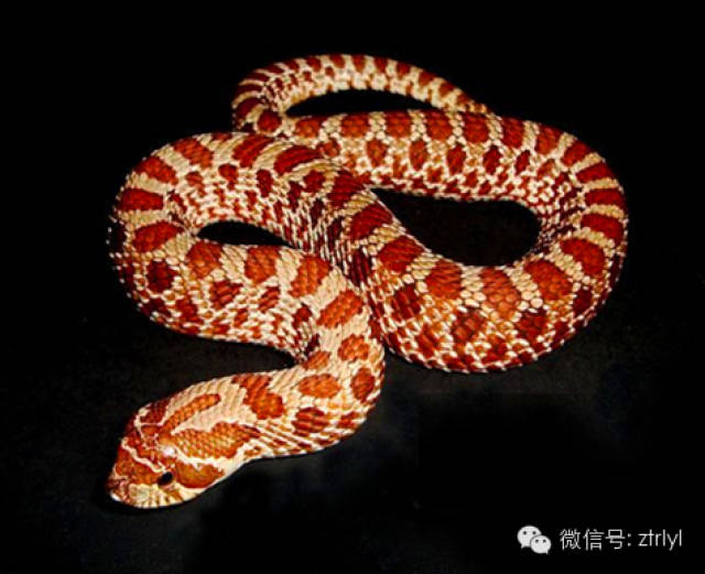 猪鼻蛇(hognose snake)简介&饲养殖南!