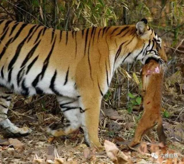 老虎猎杀豺狗,正如雄狮猎杀鬣狗一样容易