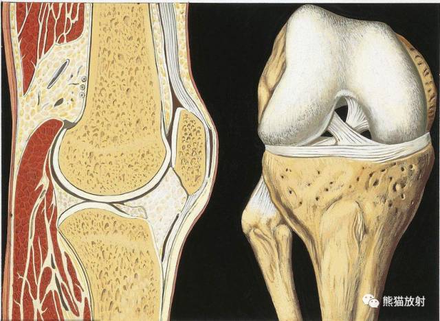 【解剖】膝关节系统解剖图 矢状mri 示意图