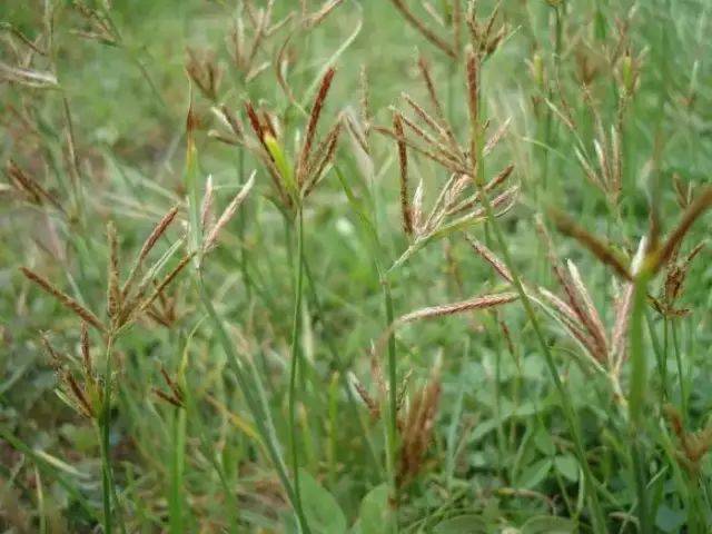 这些福建农村的野花野草,你还记得它们的名字吗?