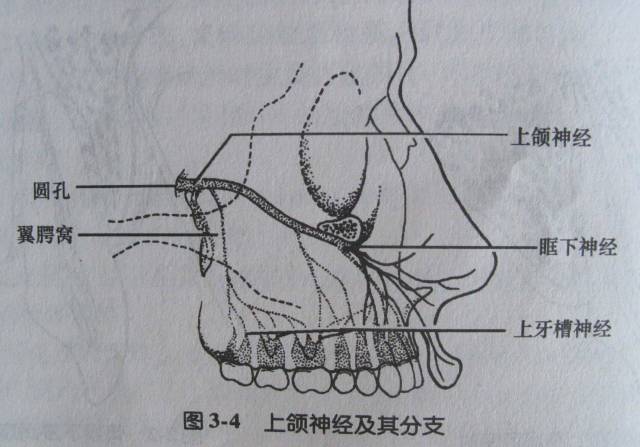 麻醉术:口腔局部麻醉