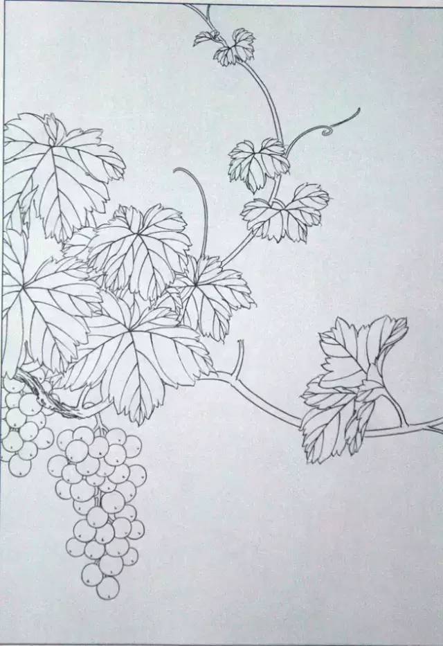 100幅葡萄线描图,很有用,值得收藏!
