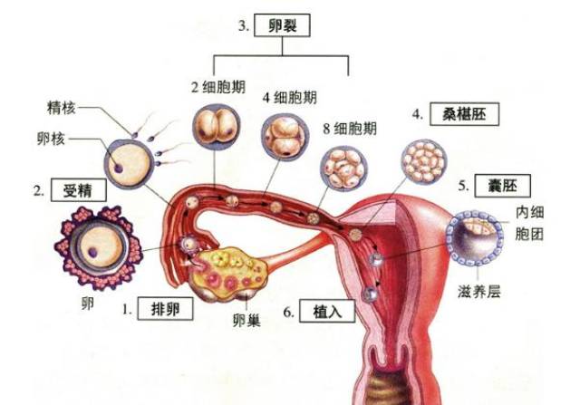 第9天:受精卵着床过程到今天为止就完成了,胚胎开始十分迅速的生长.