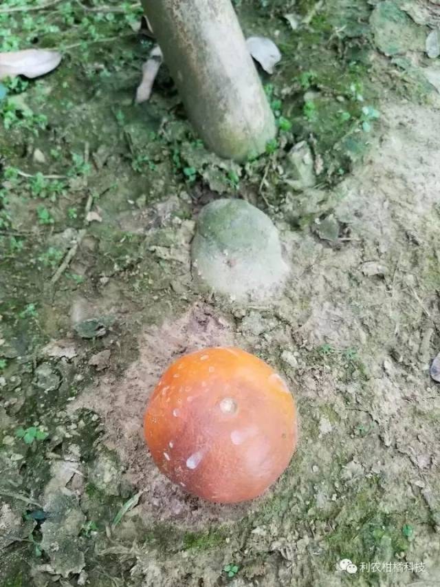 黄龙病主要传播媒介 2,沃柑溃疡病 疫腐感染嫩梢和果实 沃柑炭疽病