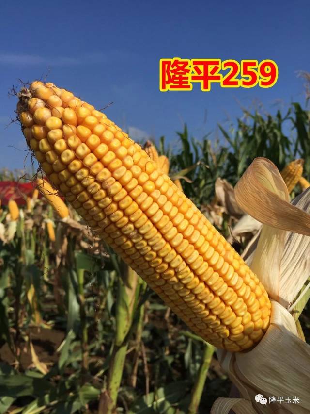 这篇内容很火爆,胆小的就不要点开了(隆平玉米篇)