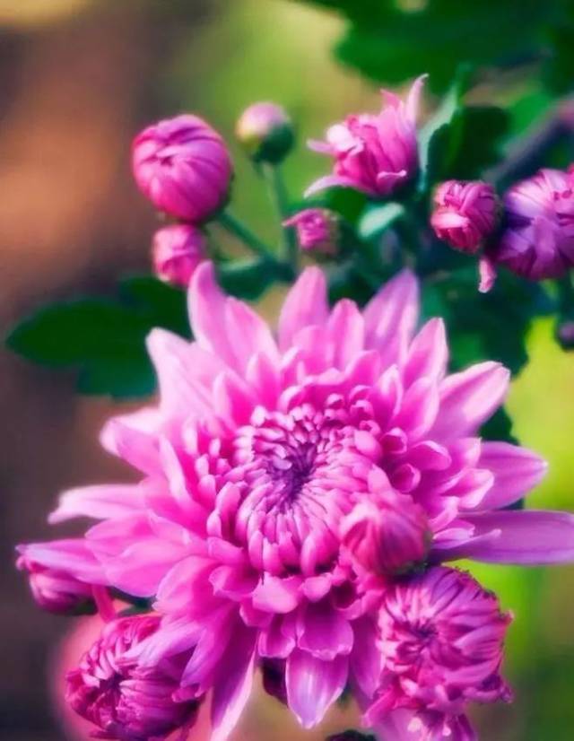 我赞美菊花的乐观与顽强.