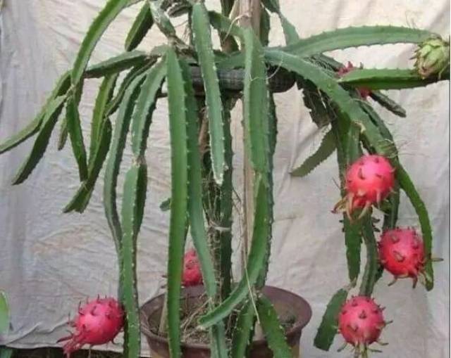 家庭怎么种火龙果?