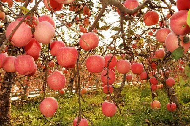 【快报】三原苹果丰收满园果香 果农犯愁寻销路 请到三原看苹果!