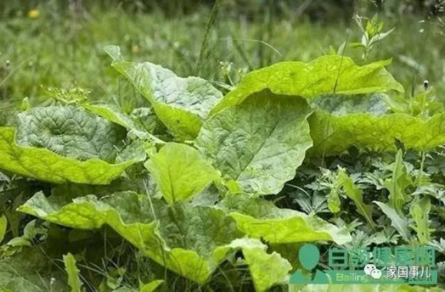 老母猪耳朵既是野菜也是中药能防治糖尿病肾病痔疮和直肠癌