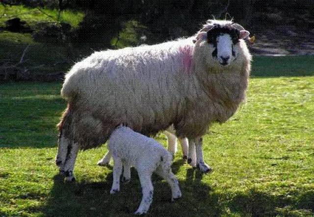 我国主要饲养山羊和绵羊.羊又称为绵羊或