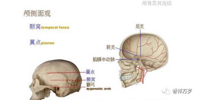 颅骨解剖彩色图文