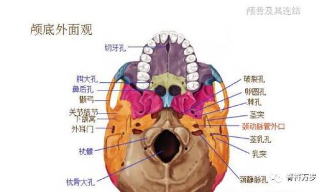 颅骨解剖彩色图文