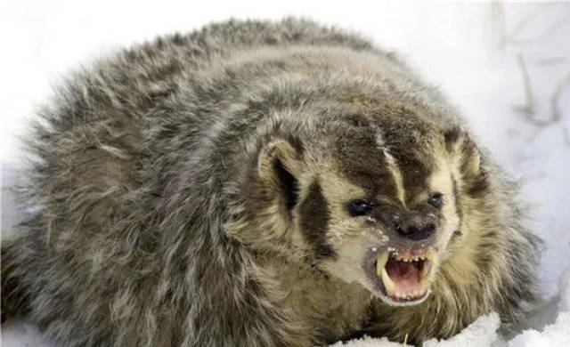 你知道平头哥是什么动物吗?被吉尼斯誉为世界上最无所畏惧的动物