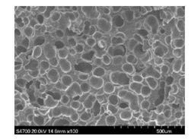 聚丙烯连续挤出发泡技术 可行性报告
