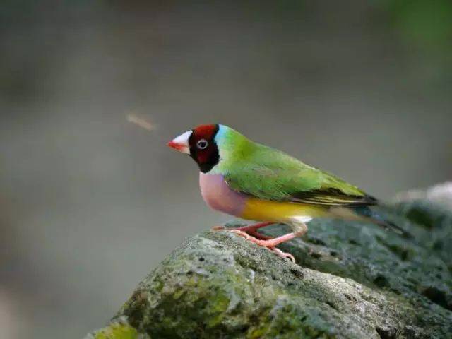 七彩文鸟也叫五彩芙蓉,胡锦鸟等,原产澳大利亚,是一种羽色极为艳丽