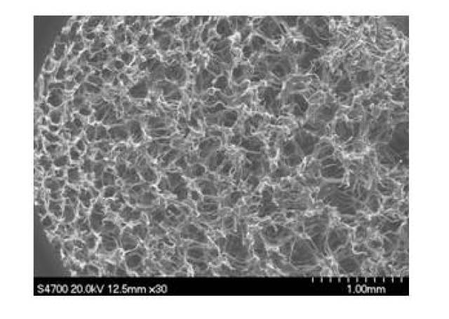 聚丙烯连续挤出发泡技术 可行性报告