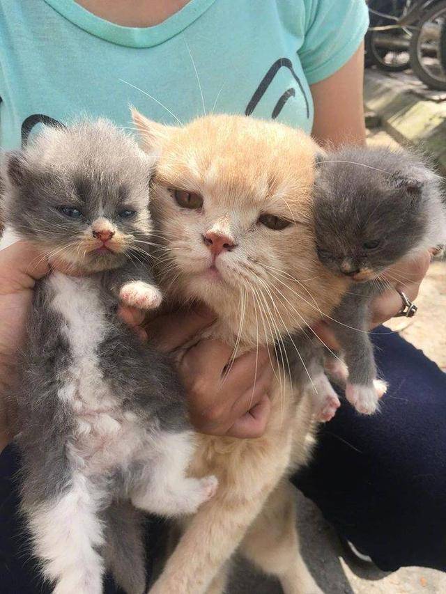 网红猫咪认亲现场,拒绝相信猫仔是亲生的,网友鉴定有最新发现