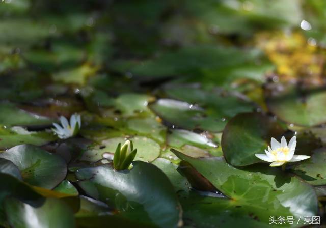 【美丽桂东】桂东发现国家Ⅰ级重点保护植物野生莼菜