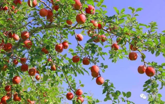 【果树】秋天做好这几点 苹果来年大丰收