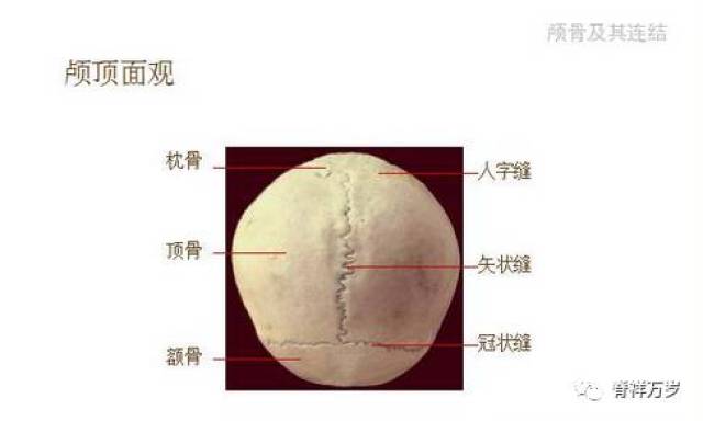 颅骨解剖彩色图文