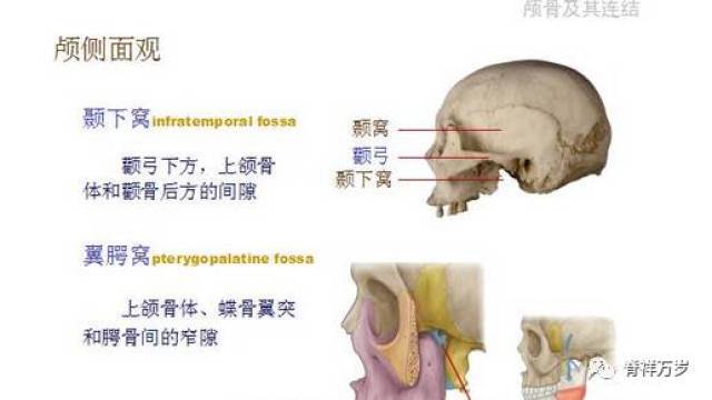 颅骨解剖彩色图文