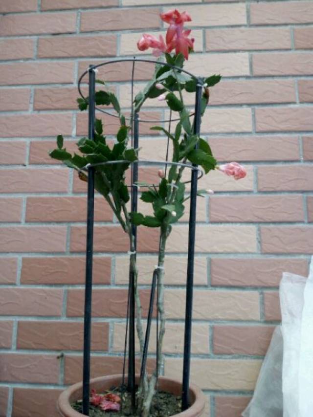 一棵叶仙嫁接3种蟹爪兰,三步就能成活,就是造型有点怪图片