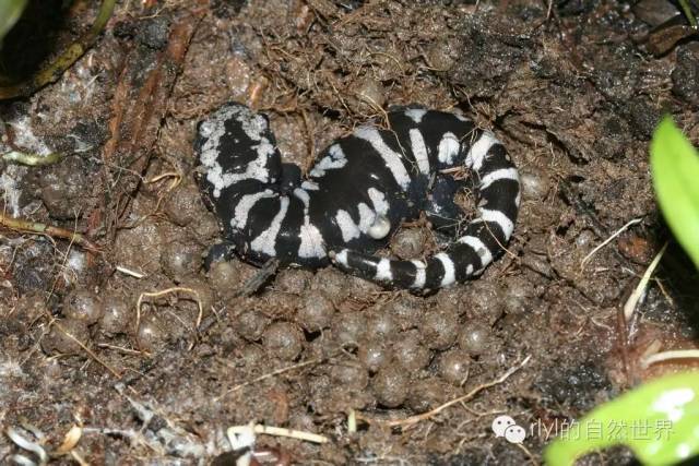 精致的小萌物--云石蝾螈(marbled salamander)